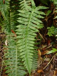 Blechnum deltoides. Sterile frond bearing adnate pinnae with acute apices, the basal pair reflexed basiscopically.
 Image: L.R. Perrie © Leon Perrie CC BY-NC 3.0 NZ